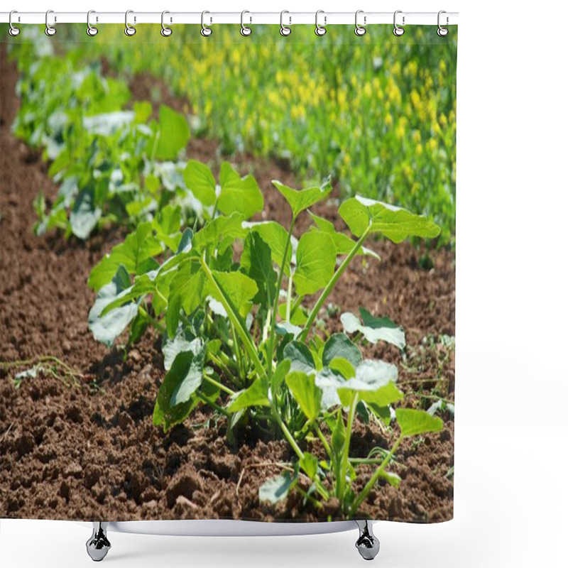 Personality  Small Plants On A Field Shower Curtains