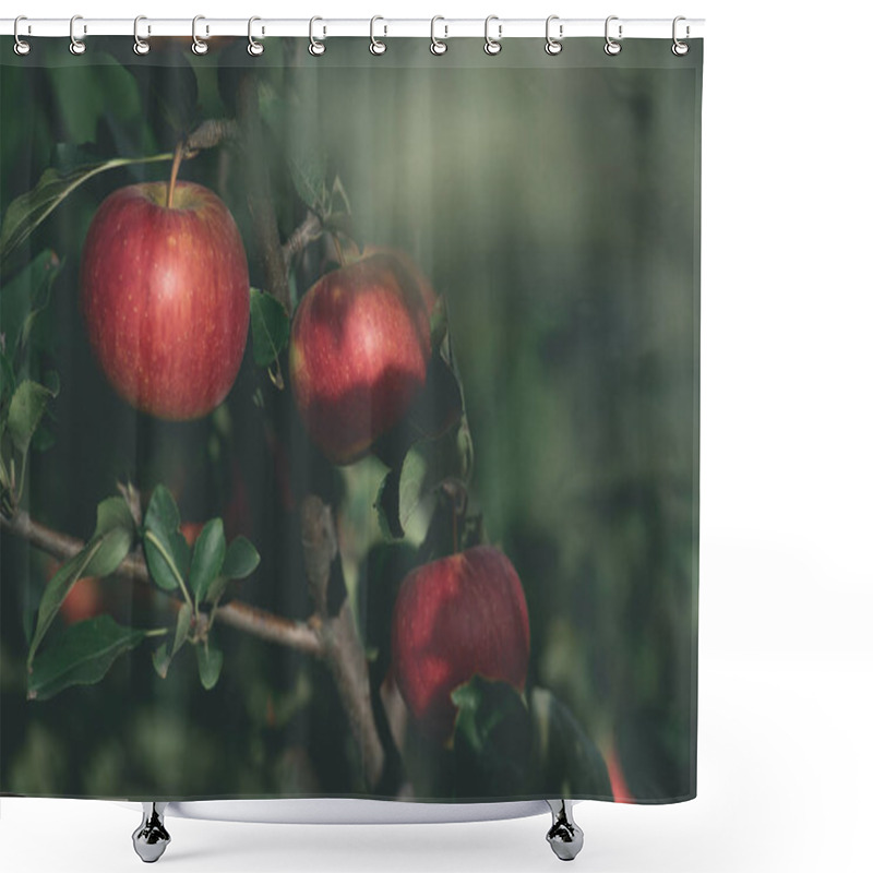 Personality  Close Up Of Appetizing Red Apples On Tree Branch In Garden Shower Curtains