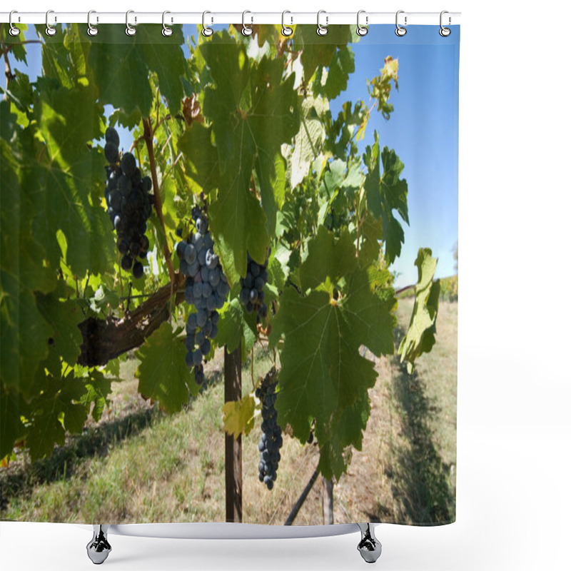 Personality  Grapevines Shower Curtains