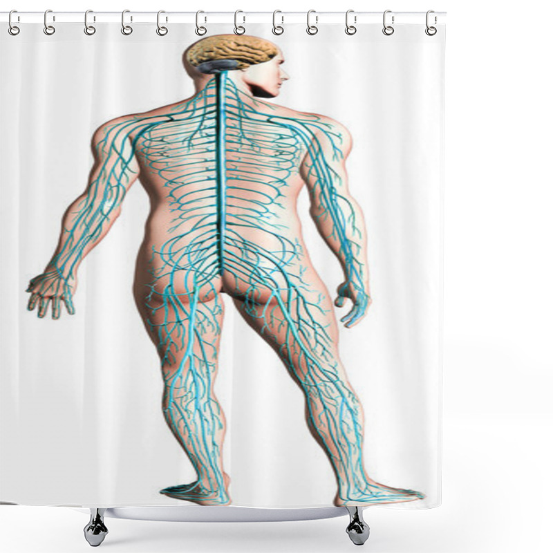 Personality  Human Nervous System Diagram. Shower Curtains