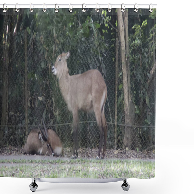 Personality  Standing Antelope And Resting Companion In A Natural Enclosure With Lush Green Foliage And Soft Light Creating A Serene Wildlife Atmosphere Shower Curtains