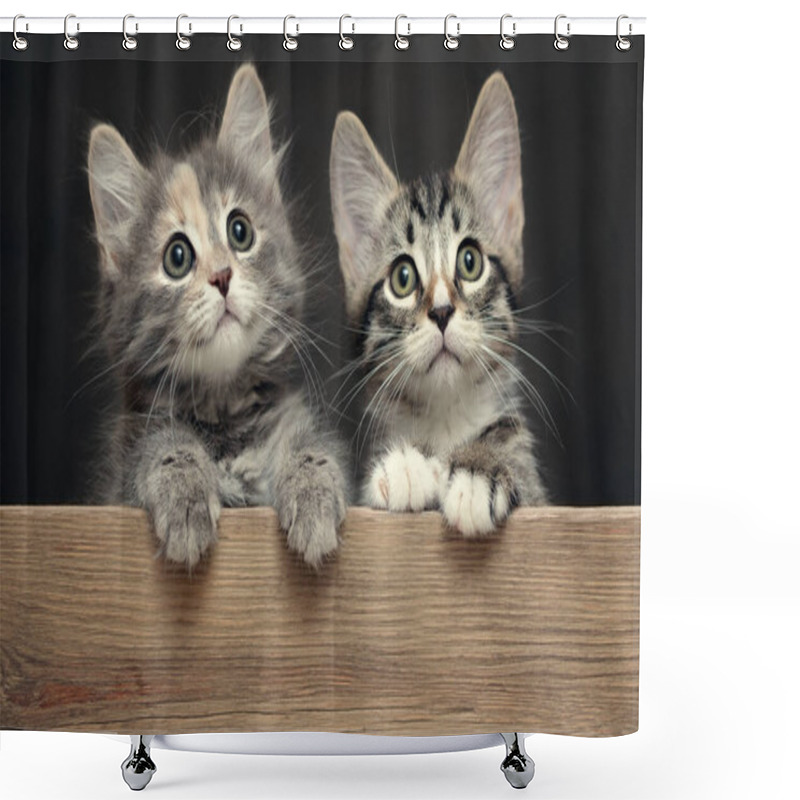 Personality  Two Cute Gray Striped Kittens Rest Their Paws On A Wooden Board Shower Curtains