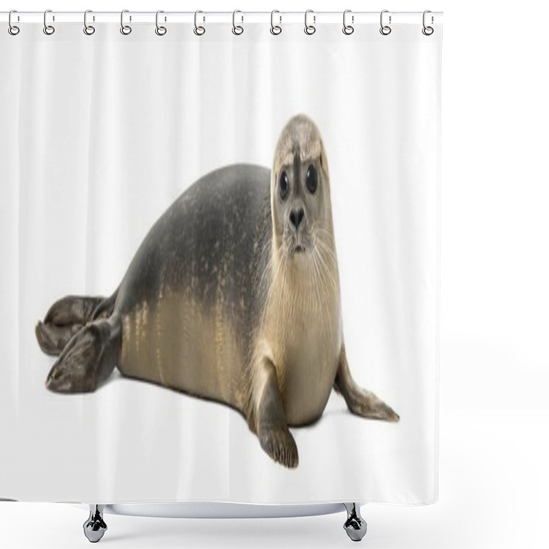 Personality  Common Seal Lying, Looking At The Camera, Phoca Vitulina, 8 Mont Shower Curtains