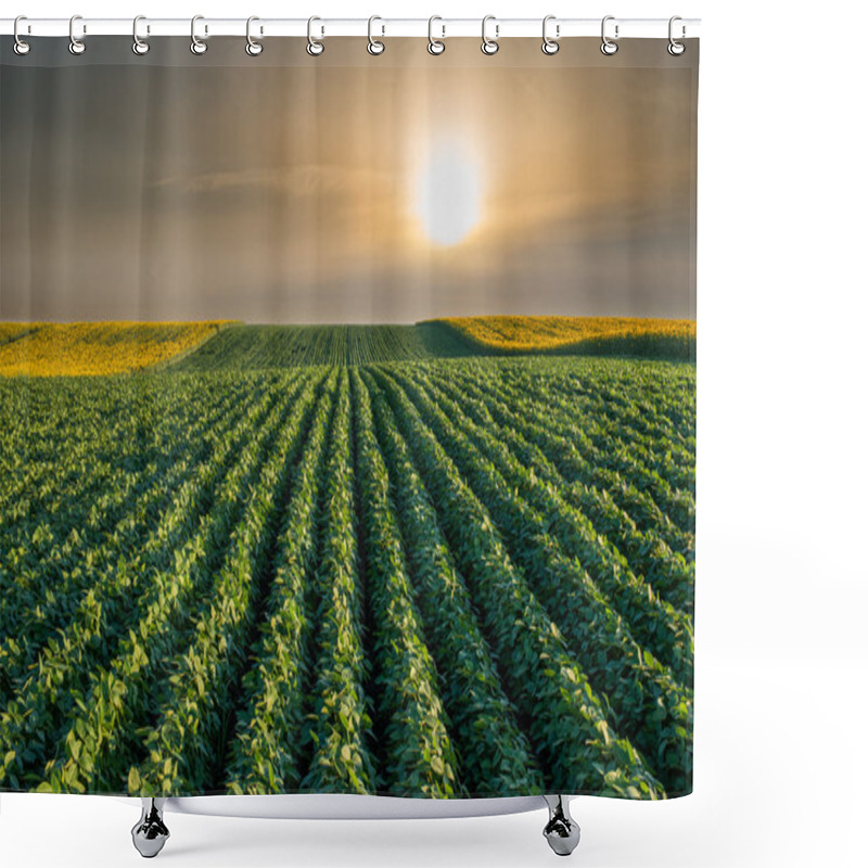 Personality  Soybean Field  Shower Curtains