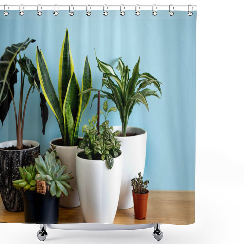 Personality  Indoor Home Garden Plants. Collection Various Flowers - Snake Plant, Succulents, Ficus Pumila, Lyrata, Hedera Helix, Alocasia Sanderiana. Stylish Botany Composition Of Home Interior Blue Background Shower Curtains