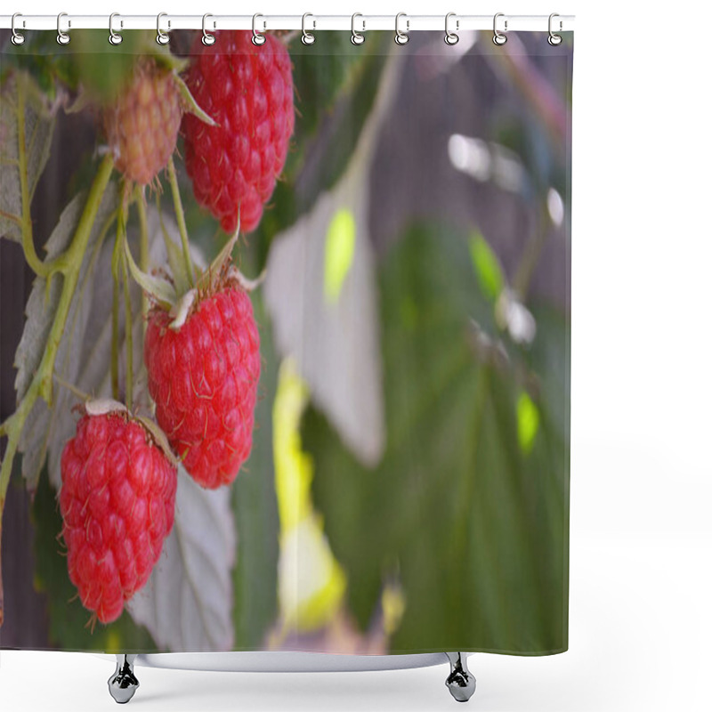 Personality  Raspberries Ripen On The Bush. Home Without Chemicals And Additives. Eco Raspberries. Red Raspberry Ripened On A Branch With Leaves. Ripe Red Raspberry Berries In Nature. Raspberry Branch With Berries Shower Curtains