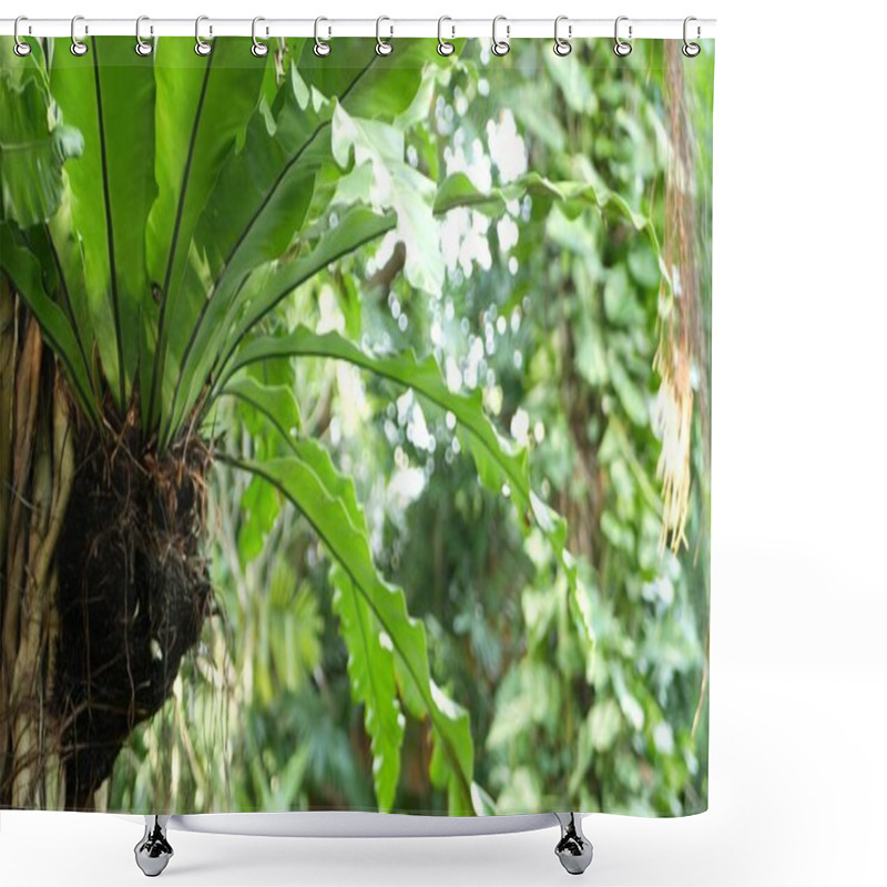 Personality  Fern Birds Nest On Banyan. Bright Fern Birds Nest With Big Green Leaves Growing Up On Banyan. Various Tropical Plants Growing In Jungle Rain Forest On Sunny Day In Nature. Shower Curtains