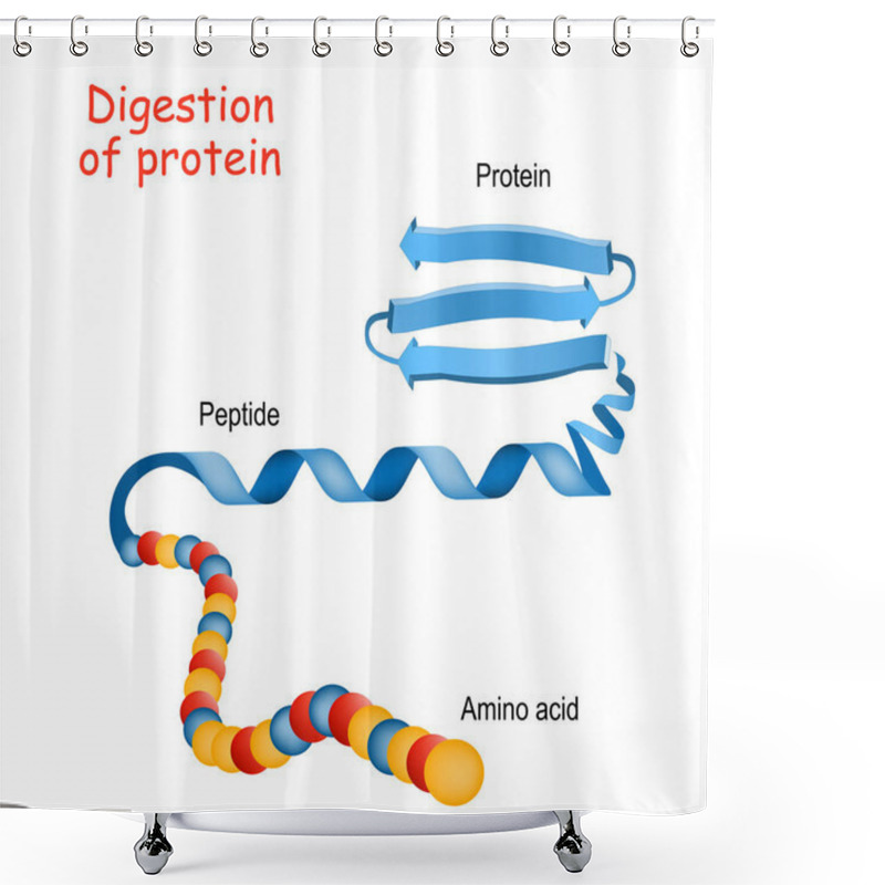 Personality  Structure Of Protein From Amino Acid To Peptide, And Protein. Cl Shower Curtains