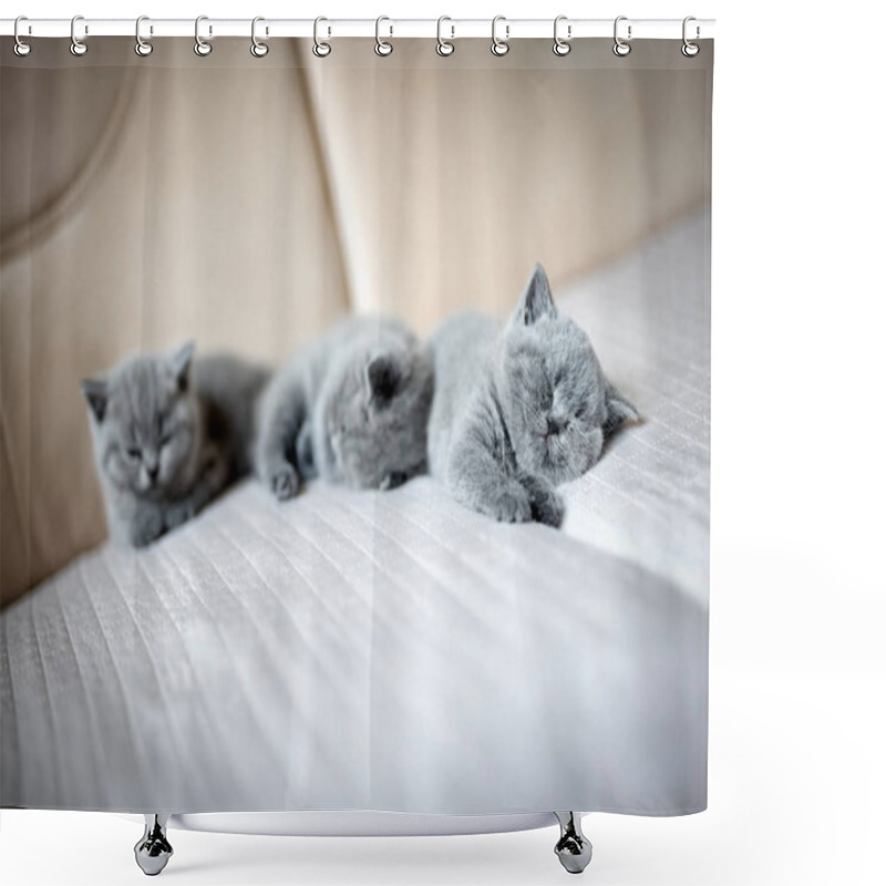 Personality  Cute Kittens Lying On Couch Shower Curtains