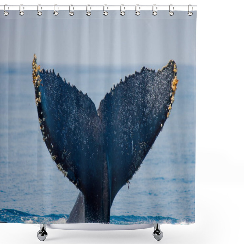 Personality  Humpback Whale Jumping Out Of The Water Shower Curtains