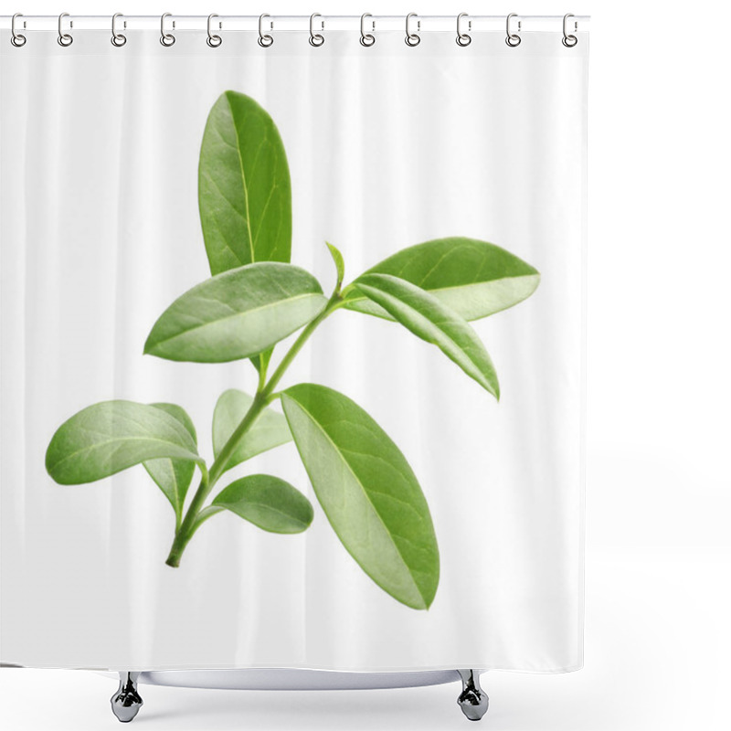 Personality  Branch With Green Leaves On White Background Shower Curtains