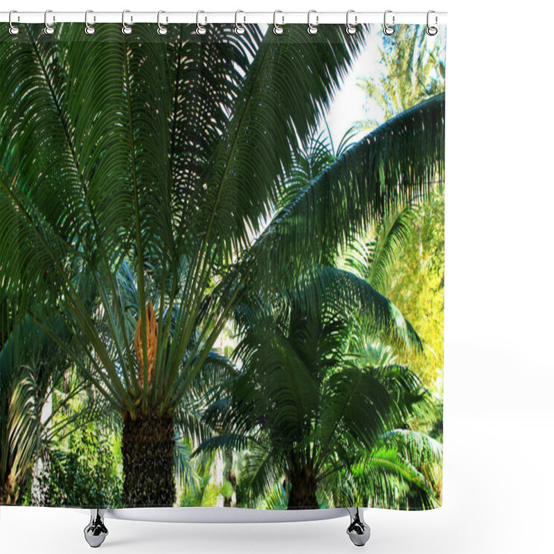 Personality  Cycas Circinalis Plant In The Garden In Elche, Alicante Shower Curtains