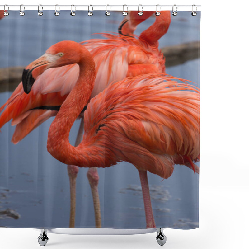 Personality  Couple Of American Flamingos. Shower Curtains