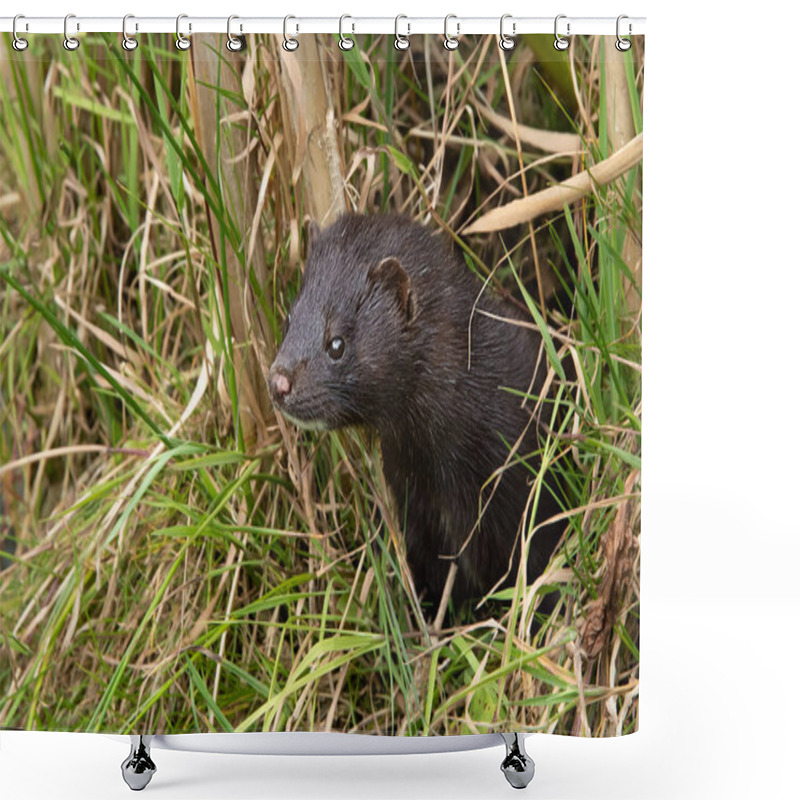 Personality  An American Mink Peering Out Of Grass. It Is Partly Concealed By The Undergrowth And Is Looking Alert Facing To The Left. There Is Copy Space Around The Animal Shower Curtains