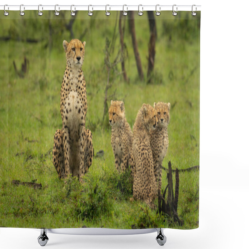 Personality  Cheetah And Three Cubs Sitting On Grass Shower Curtains