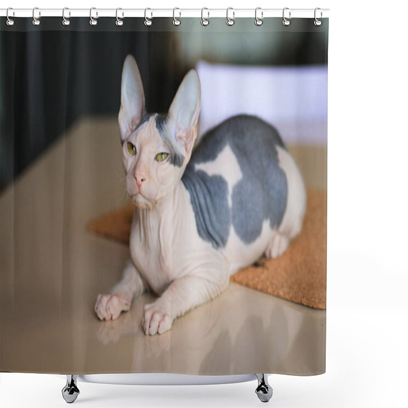 Personality  The Kitten Don Sphynx On The Table Shower Curtains