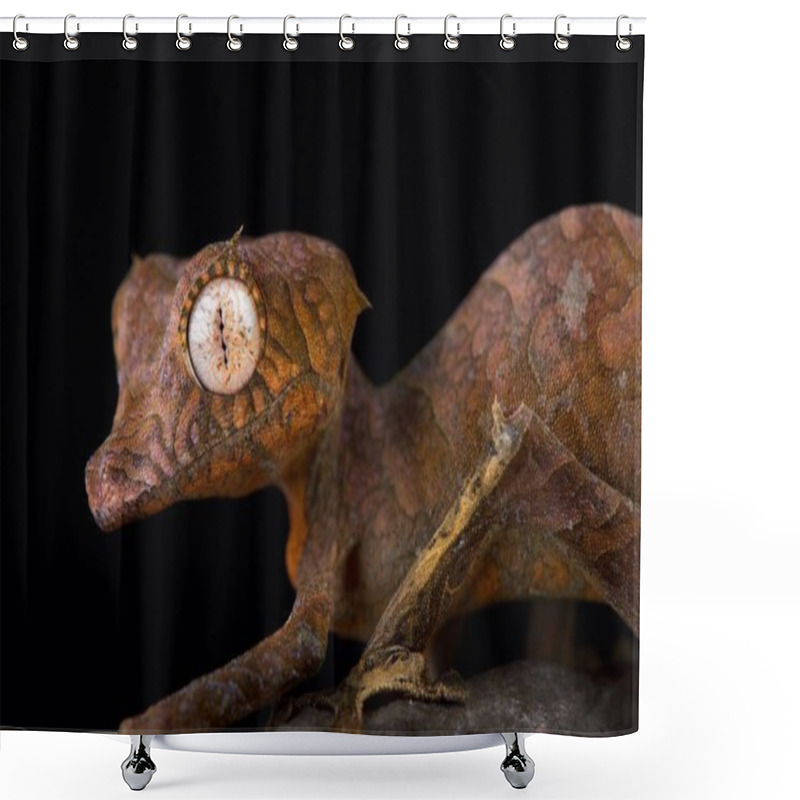 Personality  Spearpoint Leaf-tailed Gecko (Uroplatus Ebenaui) Shower Curtains