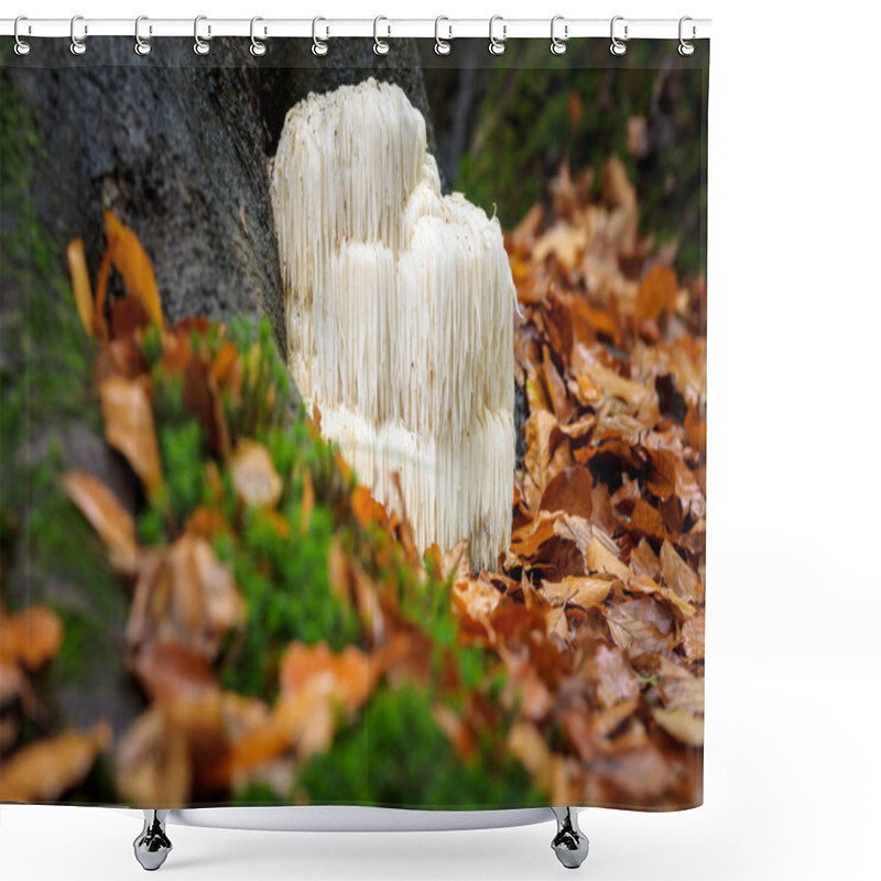 Personality  Rare Lion's Mane Mushroom In A Dutch Forest Shower Curtains