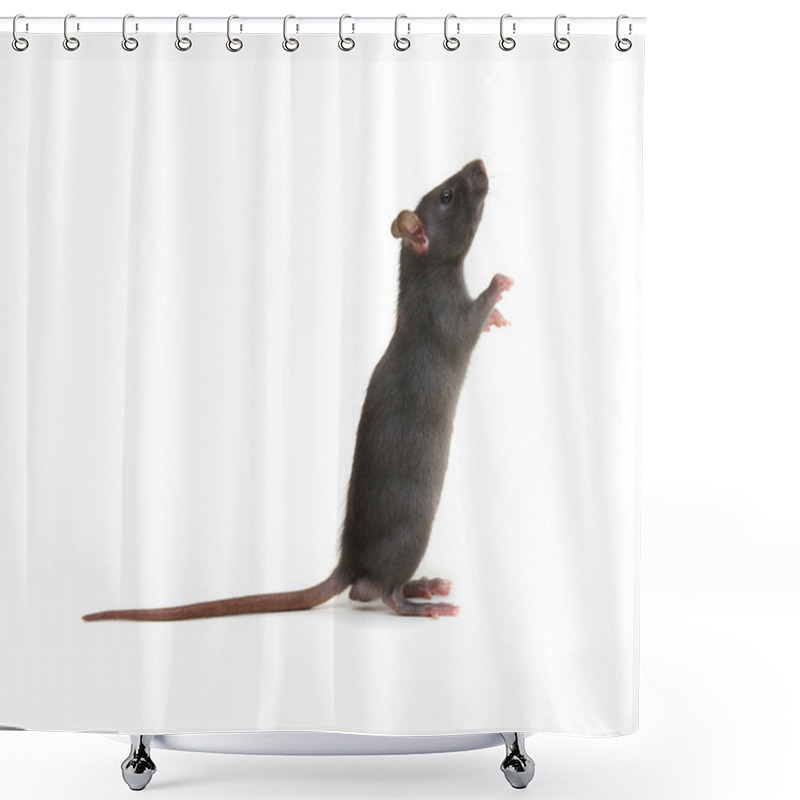 Personality  Rat Standing On Hind Legs On White Background Shower Curtains