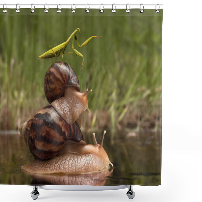 Personality  Closeup Mantis Riding On Snails And Indicates The Direction. Wildlife Humor Shower Curtains