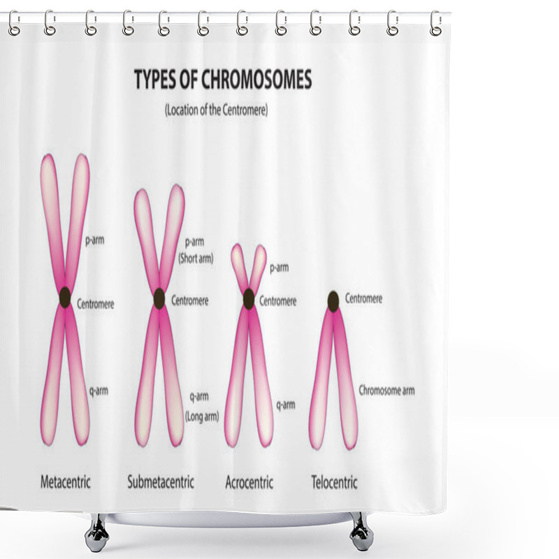 Personality  Chromosome Classification By Centromere Shower Curtains