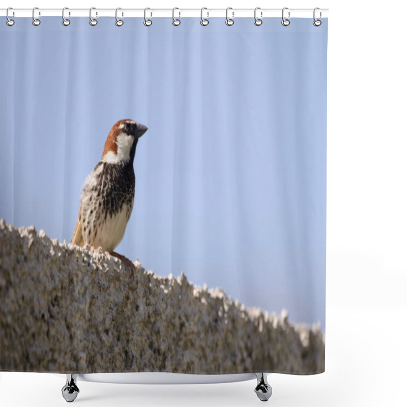 Personality  Male Western Spanish Sparrow Passer Hispaniolensis Hispaniolensis. Cercados De Espino. Gran Canaria. Canary Islands. Spain. Shower Curtains