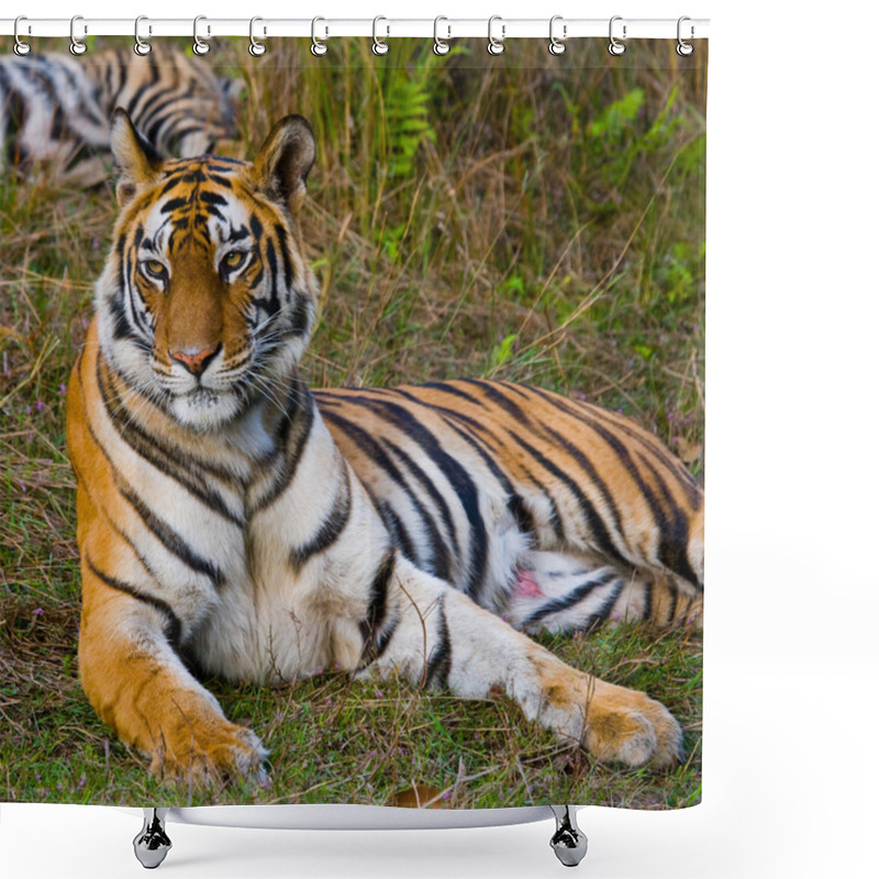 Personality  Wild Tiger Lying Relaxing Shower Curtains