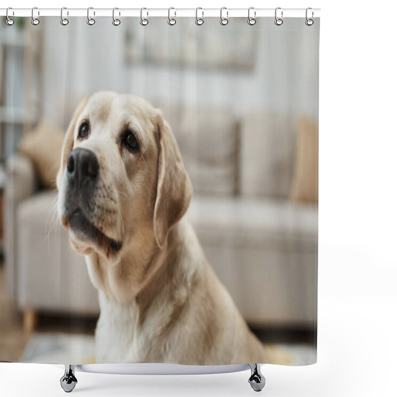 Personality  Domestic Animal, Cute Labrador Looking Away In Living Room Inside Of Modern Apartment Shower Curtains