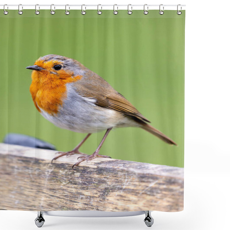 Personality  A Charming Robin Red Breast (Erithacus Rubecula) Spotted Amidst Vibrant Flora At National Botanic Gardens, Dublin, Ireland.  Shower Curtains