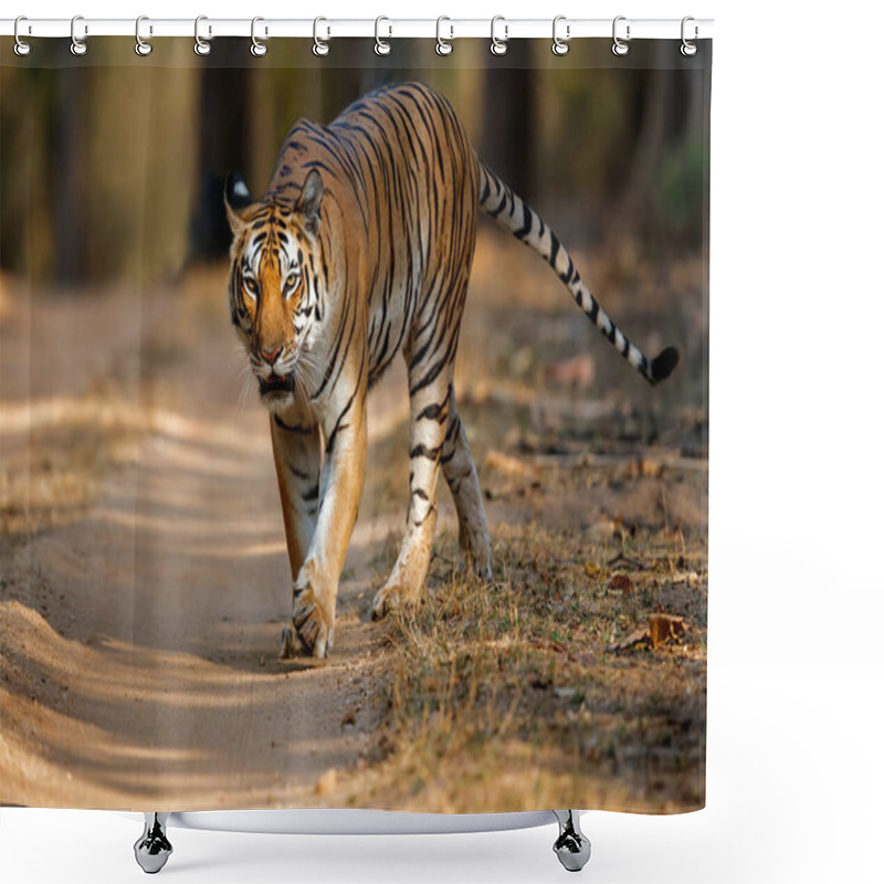 Personality  Tiger Female Walking In The Forest Of Kanha National Park In India Shower Curtains