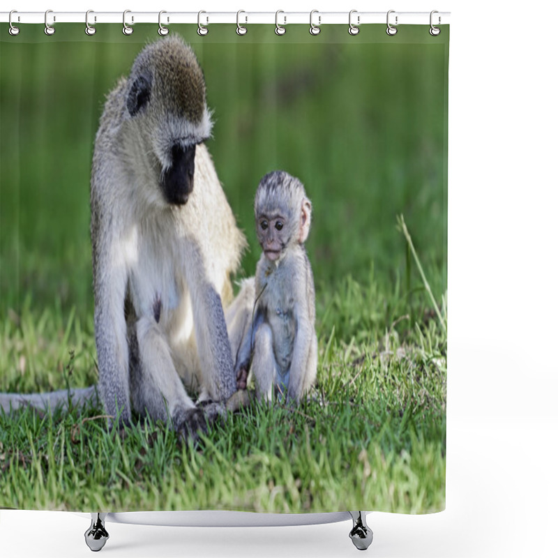 Personality  Vervet Monkey In The Savannah Shower Curtains