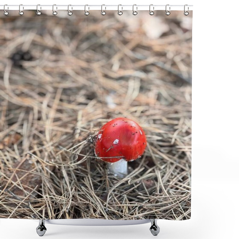 Personality  A Close-up Portrait Of A Small, Round Fly Agaric Mushroom Growing On A Forest Floor. The Vibrant Red Cap With White Spots Contrasts Beautifully Against The Earthy Background Of Fallen Pine Needles. Shower Curtains