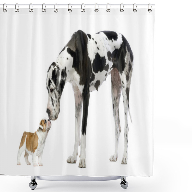 Personality  Great Dane Looking At A French Bulldog Puppy In Front Of A White Shower Curtains