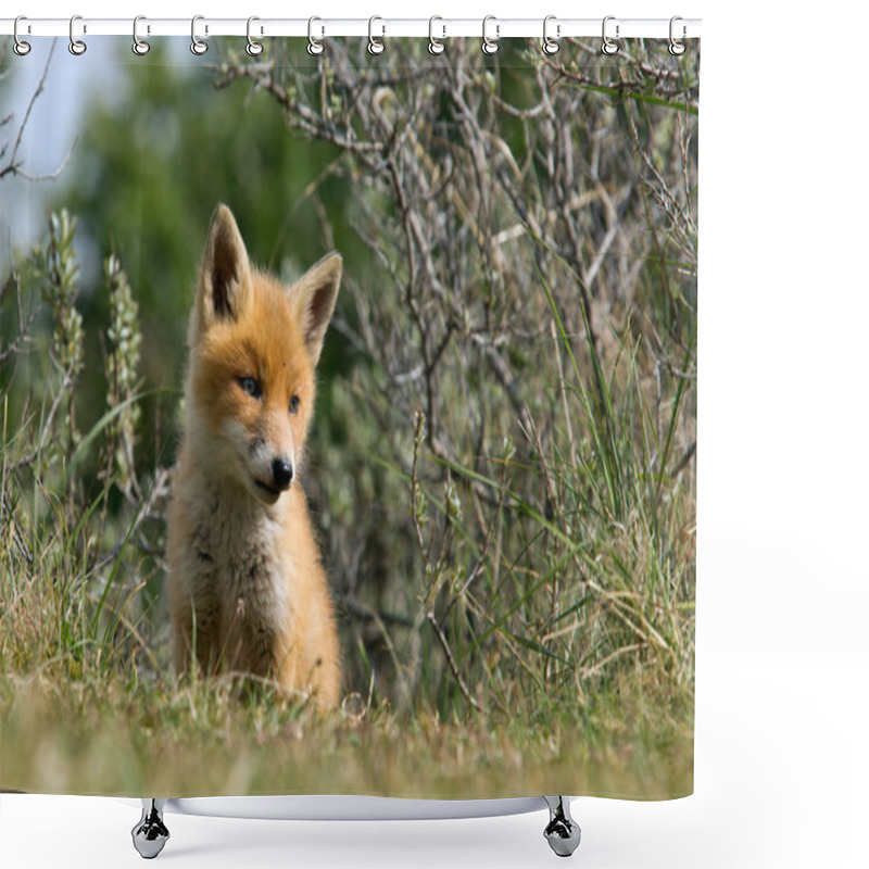 Personality  Young Red Fox Shower Curtains