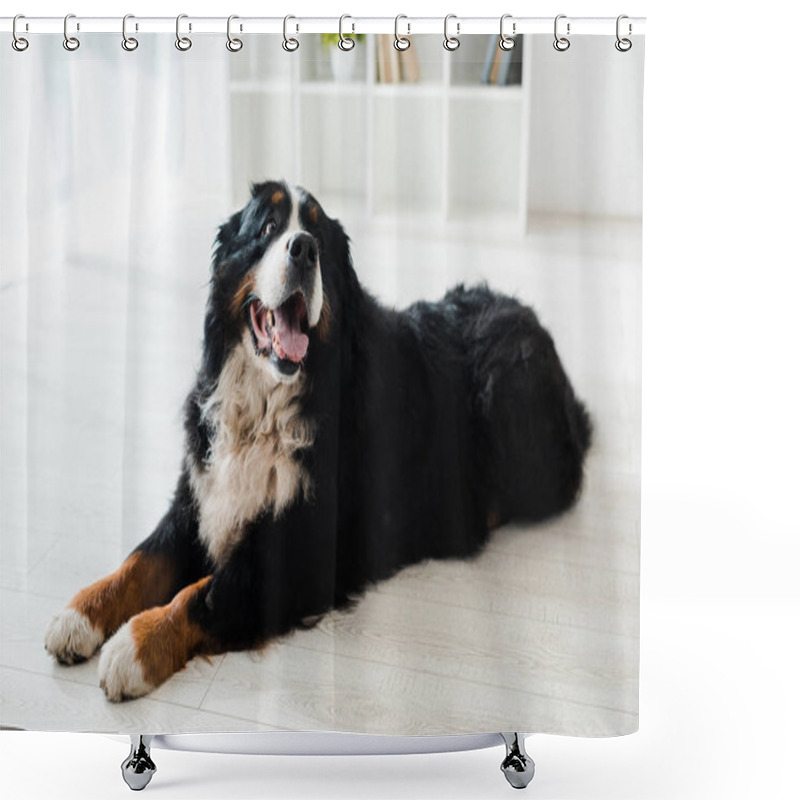 Personality  Cute Bernese Mountain Dog Lying On Floor In Veterinary Clinic Shower Curtains