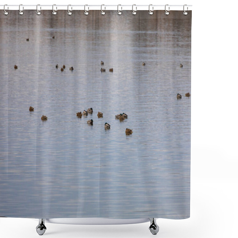 Personality  Ducks Swim On A Partially Frozen Lake. Palava In The Background. Shower Curtains