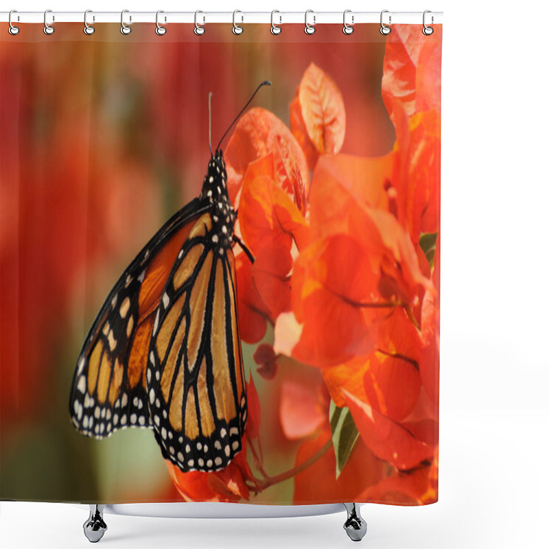 Personality  Monarch Butterfly Shower Curtains