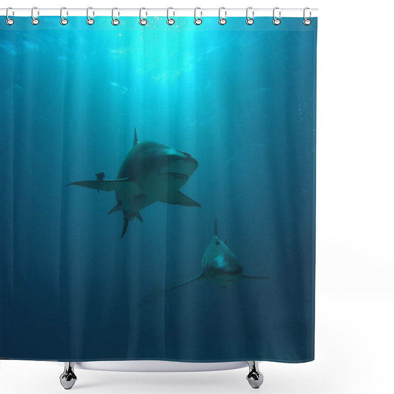 Personality  Two Lemon Sharks In The Bahamas Shower Curtains