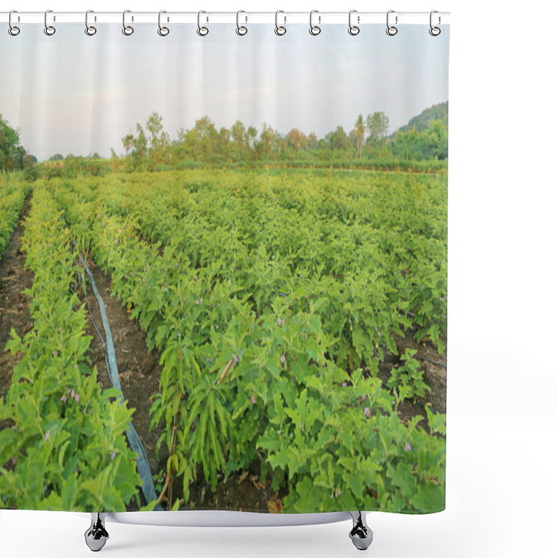 Personality  Green Fields Of Eggplant Shower Curtains