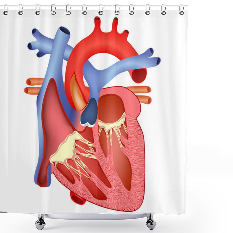 Personality  Medical Human Heart Shower Curtains