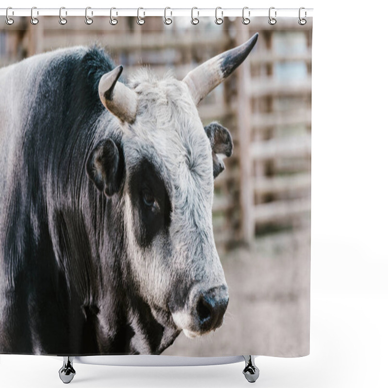 Personality  Close Up View Of Domesticated Bull At Zoo Shower Curtains