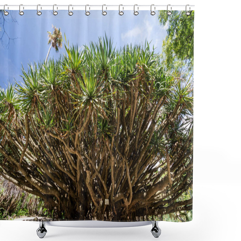 Personality  Tropical Botanical Garden In Central Lisbon, Portugal Shower Curtains