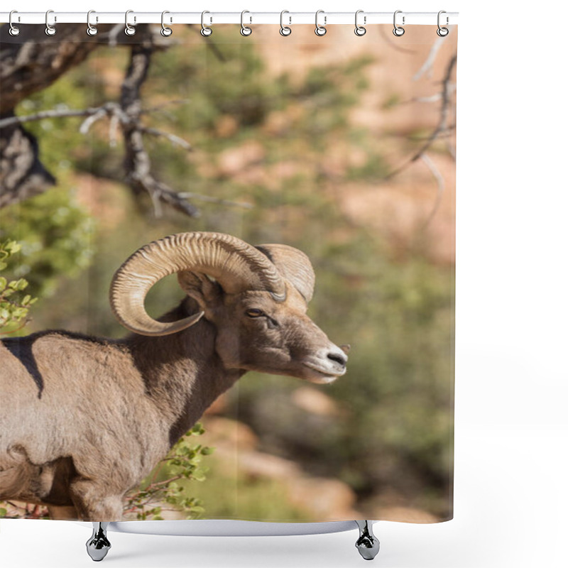 Personality  Desert Bighorn Sheep Ram Shower Curtains