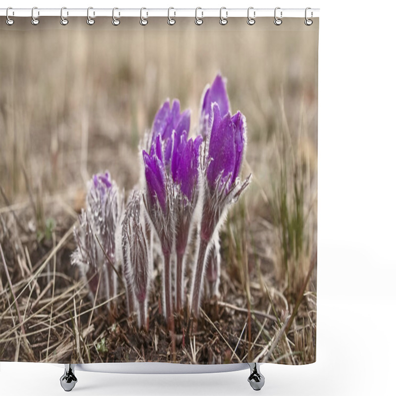 Personality  Greater Pasque Flowers (Pulsatilla Grandis) With Water Drop Shower Curtains