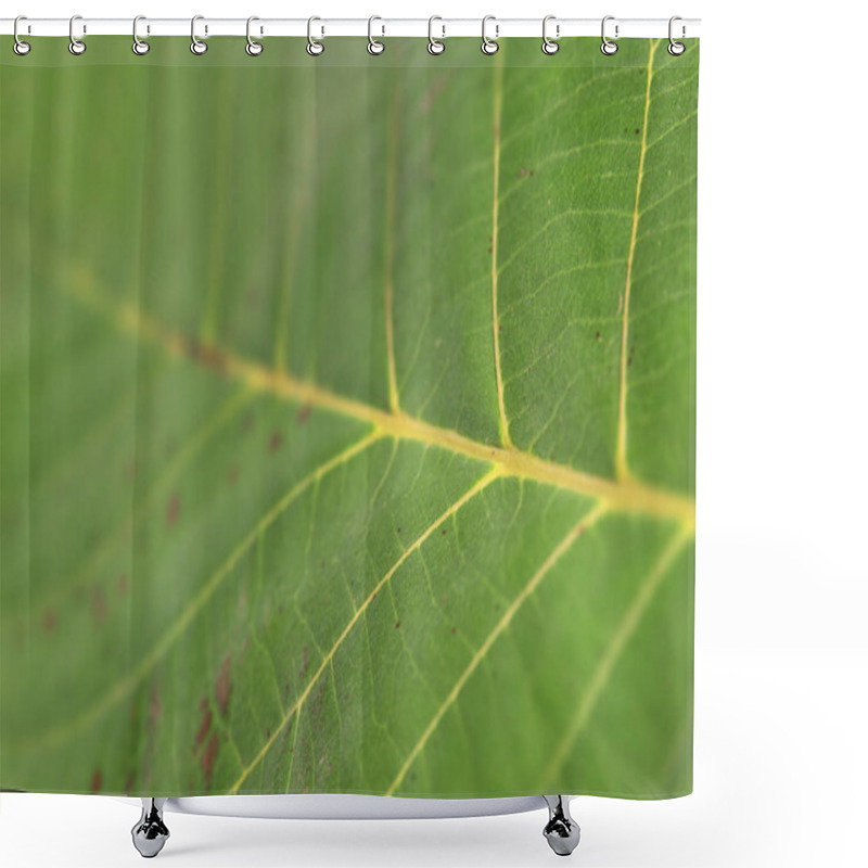 Personality  Side Macro Shoot Of Green Leaf Abstract Plant Bright Ecology Botany Shower Curtains