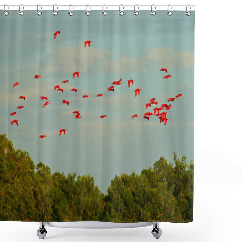 Personality  Scarlet Ibis, Eudocimus Ruber, Exotic Red Bird, Nature Habitat, Bird Colony Sitting On The Tree, Caroni Swamp, Trinidad And Tobago, Caribbean. Flock Of Ibis, Wildlife Nature. Shower Curtains