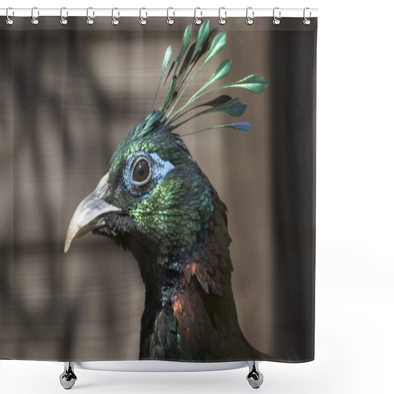 Personality  Himalayan Monal Shower Curtains