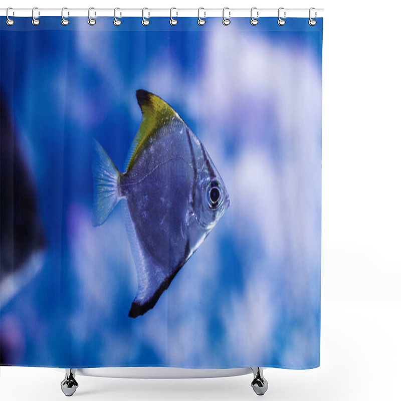 Personality  The Underwater World. Bright Exotic Tropical Coral Fish In The Red Sea Artificial Environment Of The Aquarium With Corals And Algae Aquatic Plants Shower Curtains