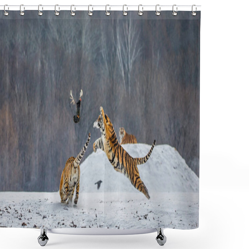 Personality  Siberian Tiger Catching Prey In Jump In Wintry Forest Glade, Siberian Tiger Park, Hengdaohezi Park, Mudanjiang Province, Harbin, China.  Shower Curtains