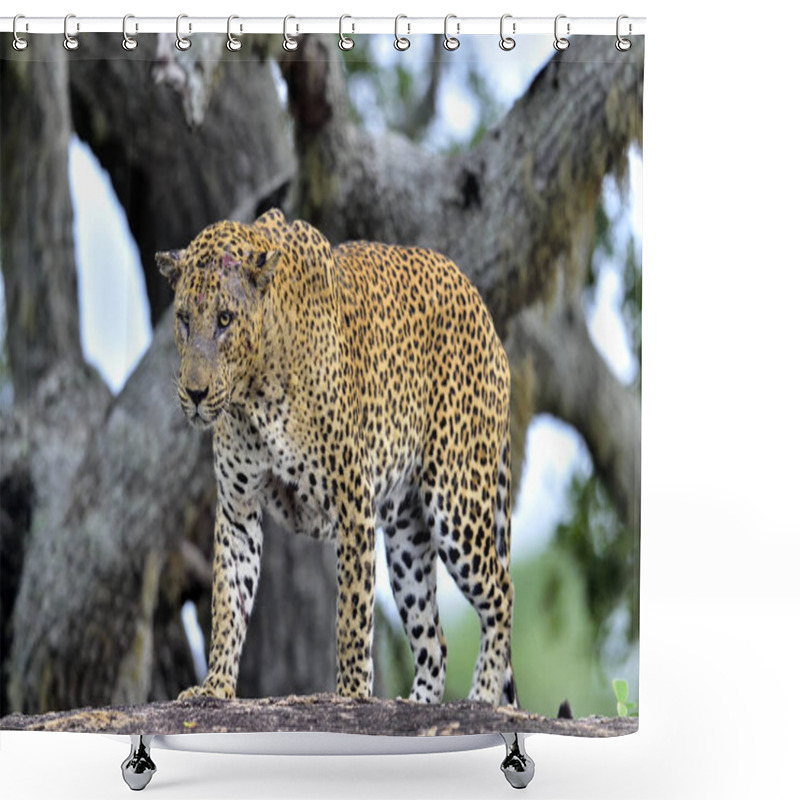 Personality  The Sri Lankan Leopard  Shower Curtains